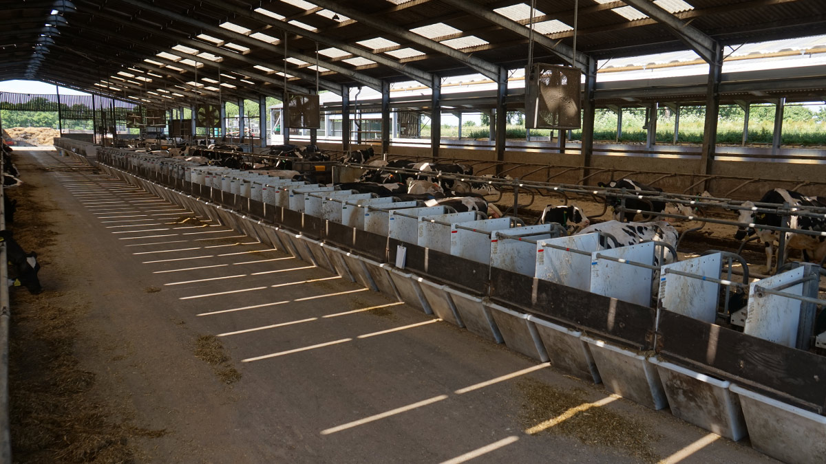 Animal feeding system