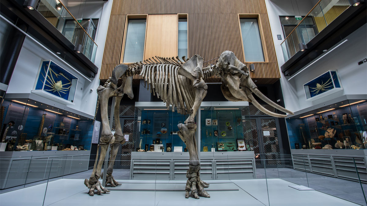 Elephant skeleton displayed in the Cole Museum of Zoology