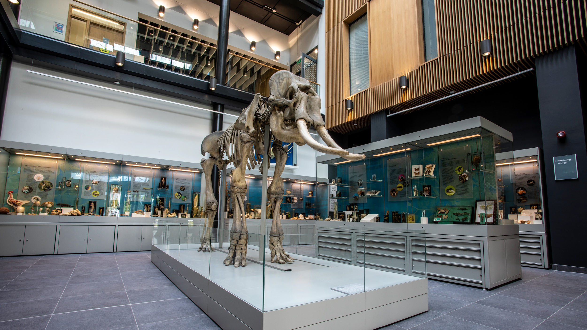 Elephant skeleton displayed in the University's Cole museum