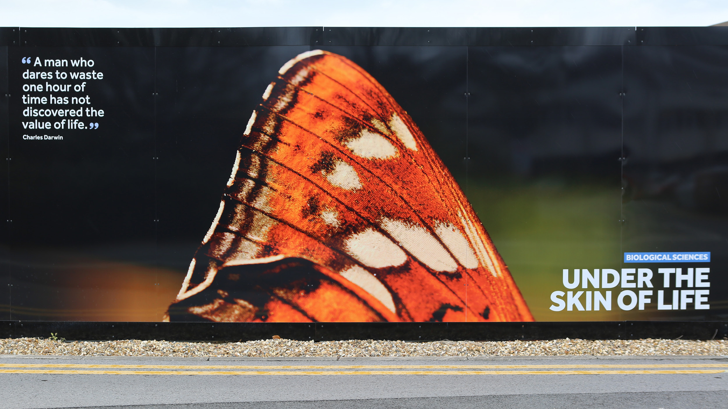 Hoarding panel showing a colourful butterfly wing