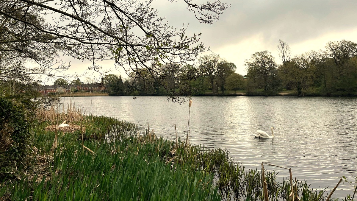 A swan on Whiteknights campus lake