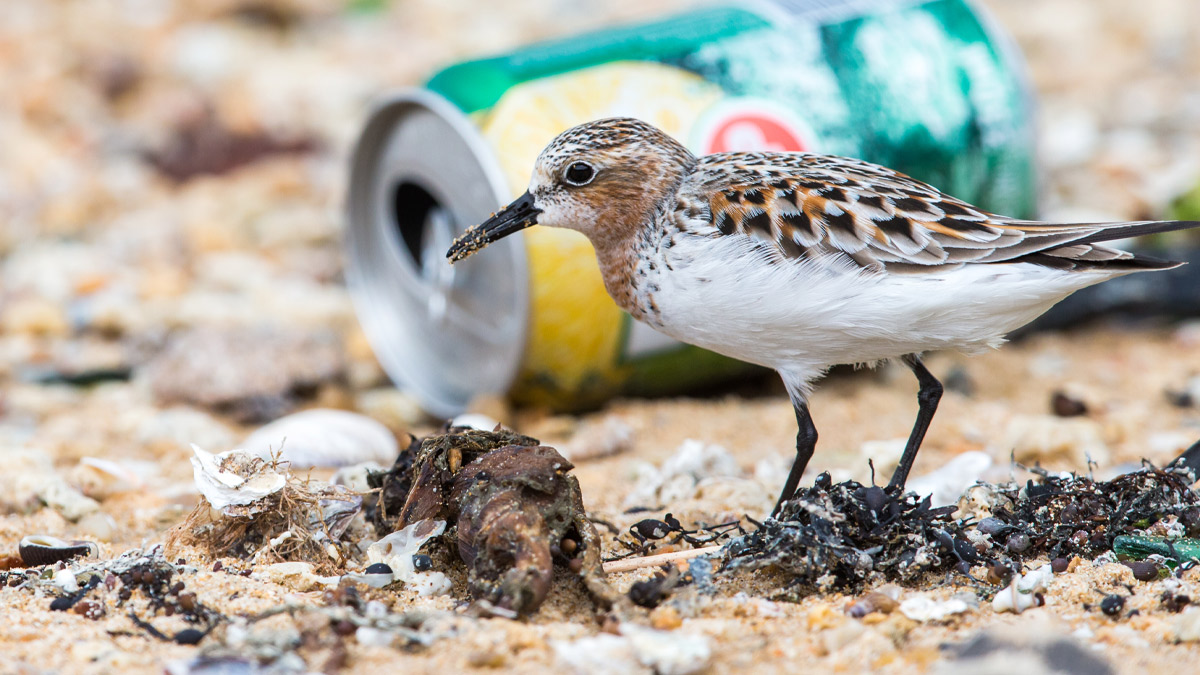 A bird on a beach next to a littered can