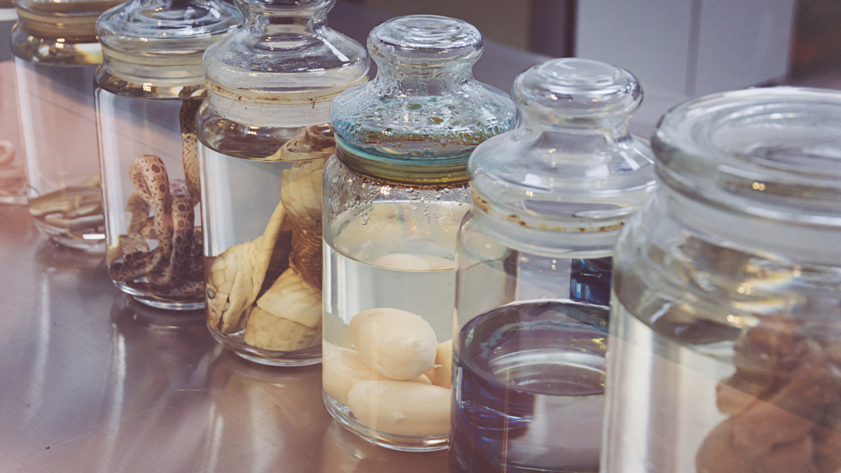 Line up of specimen's in a jar