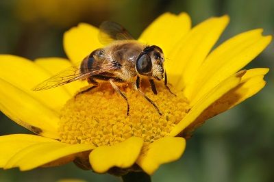 bee on yellow flower