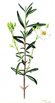 Cistus clusii